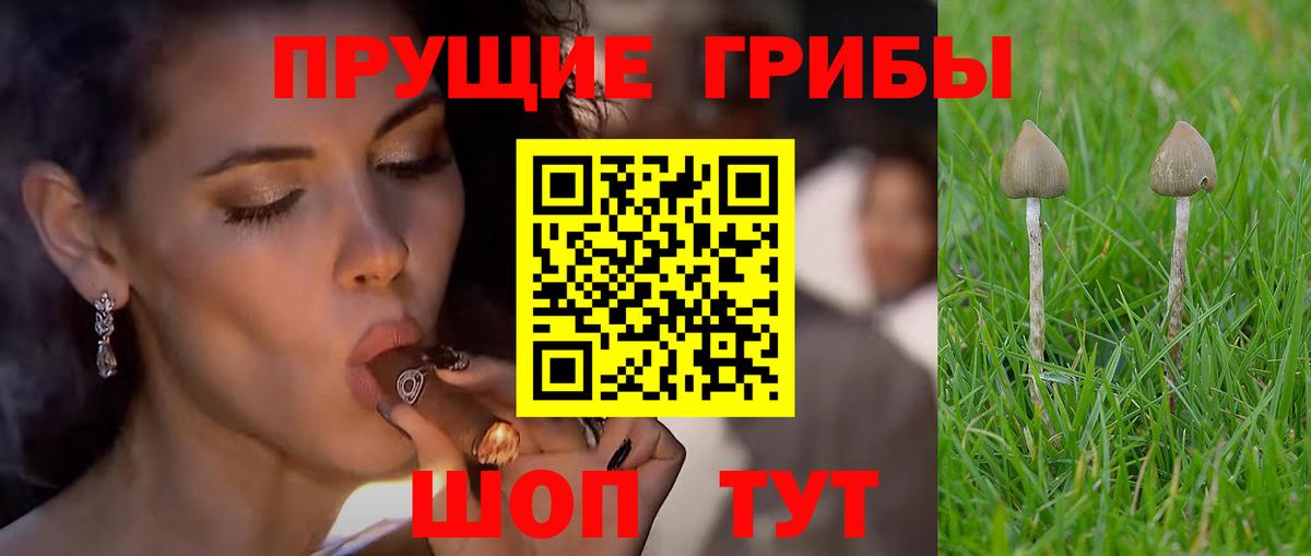 Галлюциногенные грибы мицелий  Вход с VPN  Осинники  Галлюциногенные грибы Psilocybine cubensis 